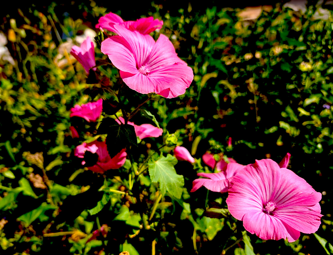 Nahaufnahme rosafarbener Blüten in einer wilden Blumenwiese